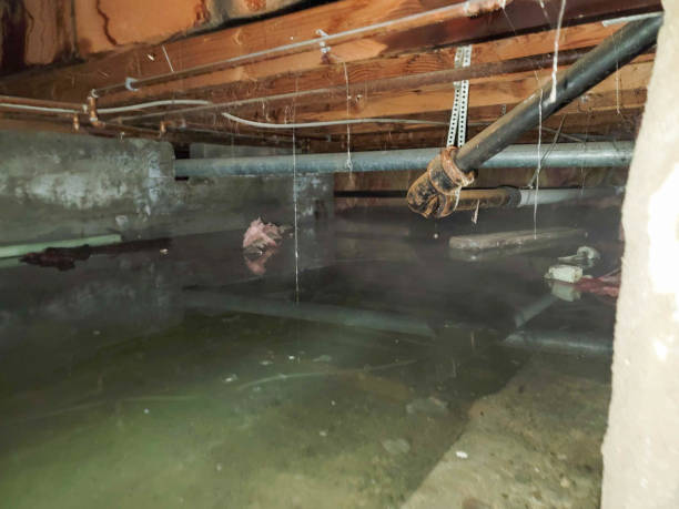 Best Carpet water damage restoration  in Bellflower, CA